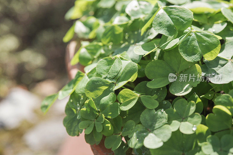 粉红色酢浆草(Oxalis articulata)叶子特写